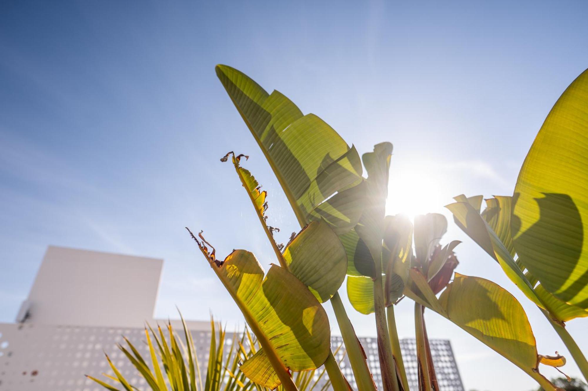 Sol I Vida Hotel - Adults Only Porto Cristo Exterior photo